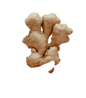 Ginger