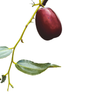 Jujube Seed