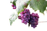 Grape Seed Extract